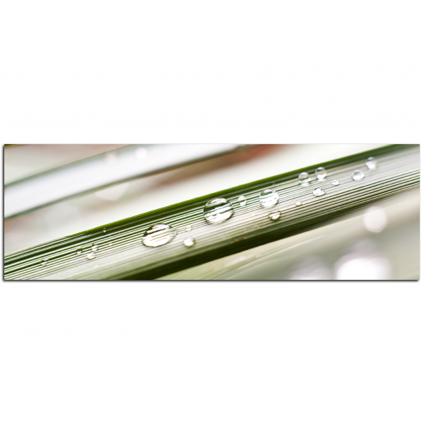 Obraz na plátně - Kapky na stéblu trávy - panoráma